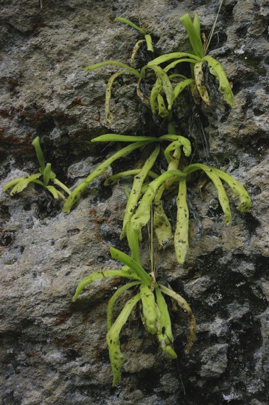 Pinguicula longifolia subsp. longifolia